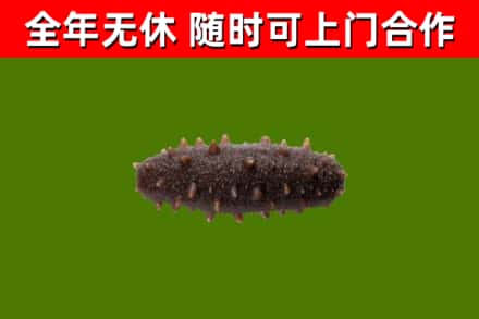 玉屏县回收海参干
